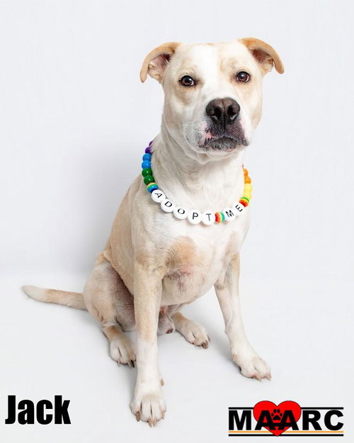 Jack, an adoptable Labrador Retriever in Maryville, TN