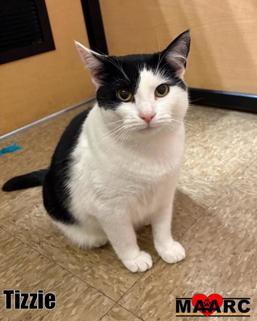 picture of the cat needing adoption