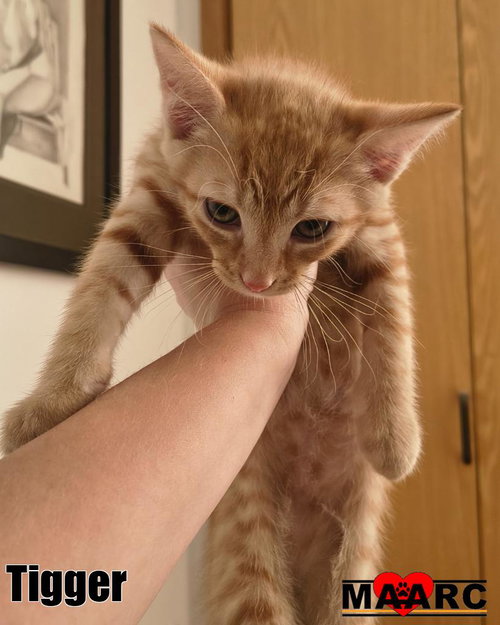 Tigger