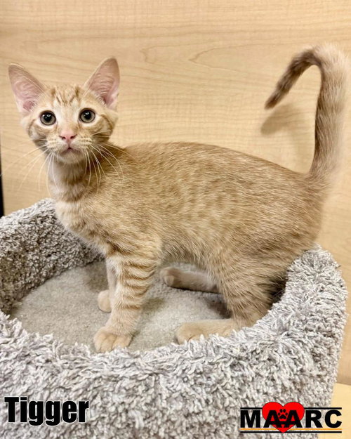 Tigger, Baby Domestic Short Hair / Mixed, cat for adoption in Maryville, Tennessee