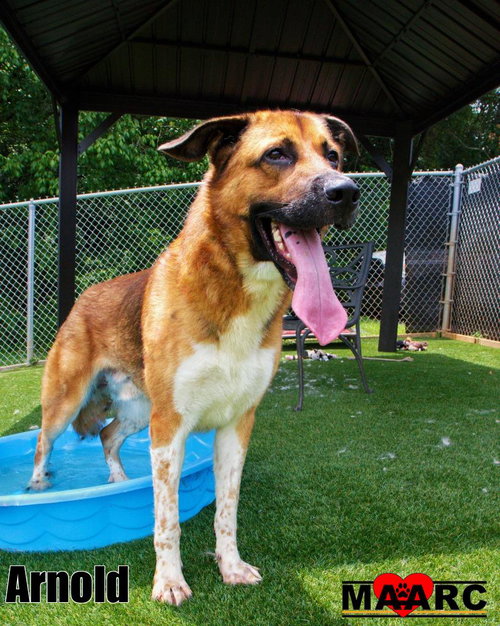 Arnold, an adoptable German Shepherd Dog in Maryville, TN