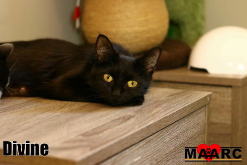 Divine, an adoptable Domestic Short Hair in Maryville, TN