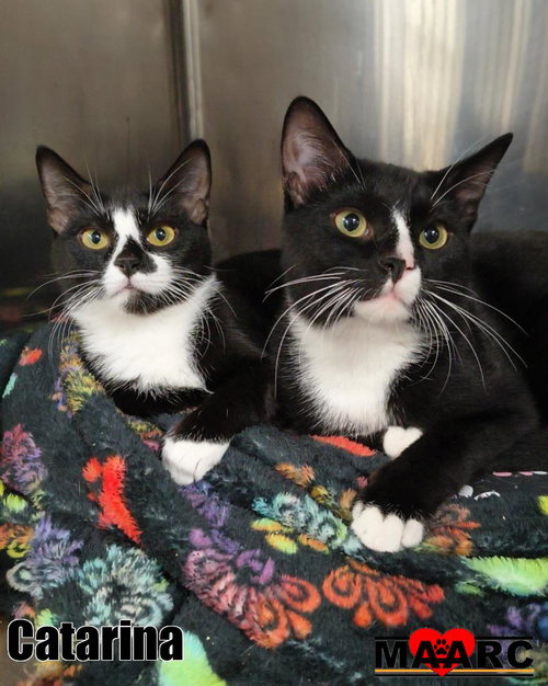 Catarina, Baby Domestic Short Hair / Mixed, cat for adoption in Maryville, Tennessee