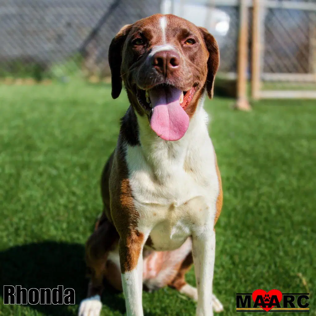 Rhonda image 2