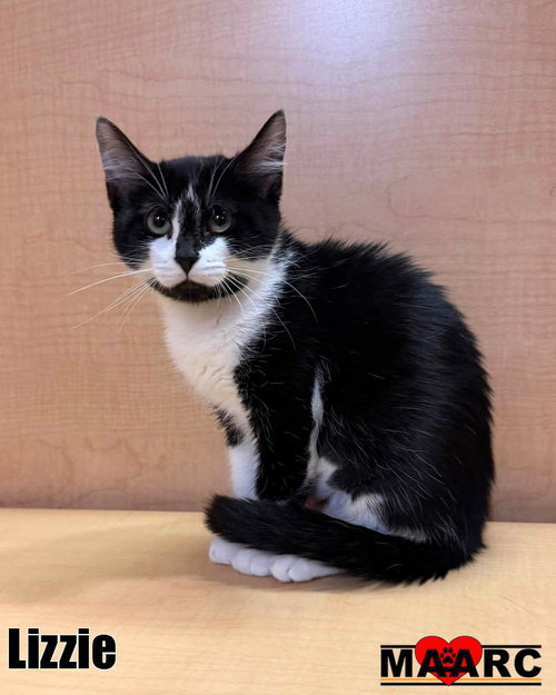 Lizzie, an adoptable Domestic Short Hair in Maryville, TN