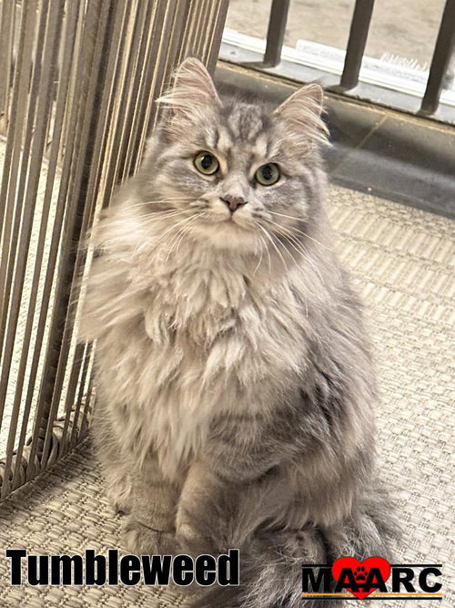 Tumbleweed, an adoptable Domestic Long Hair in Maryville, TN