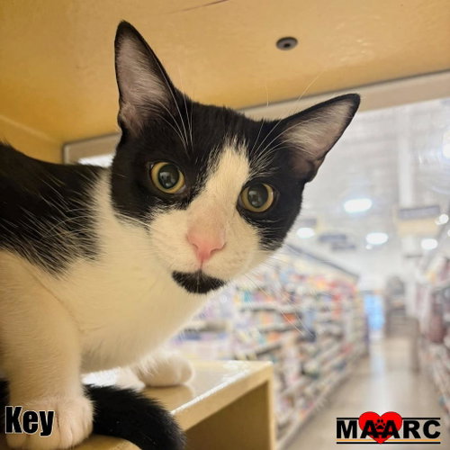 Key / Peele, a cat for adoption from Maryville Alcoa Animal Rescue Center
