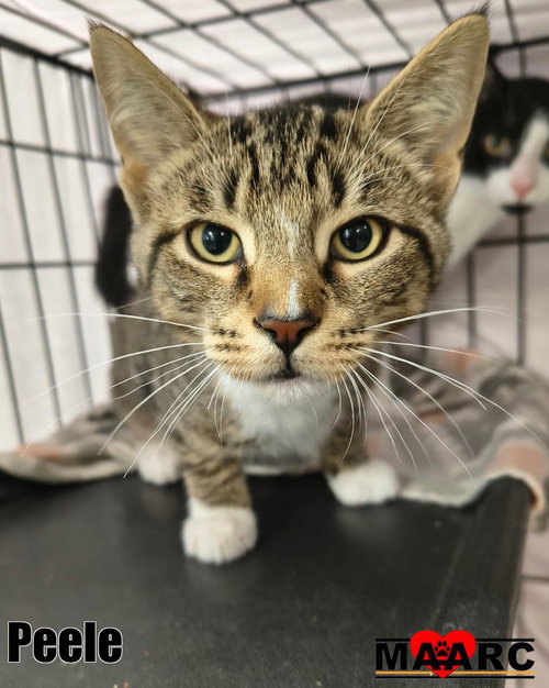 Peele, an adoptable Domestic Short Hair in Maryville, TN