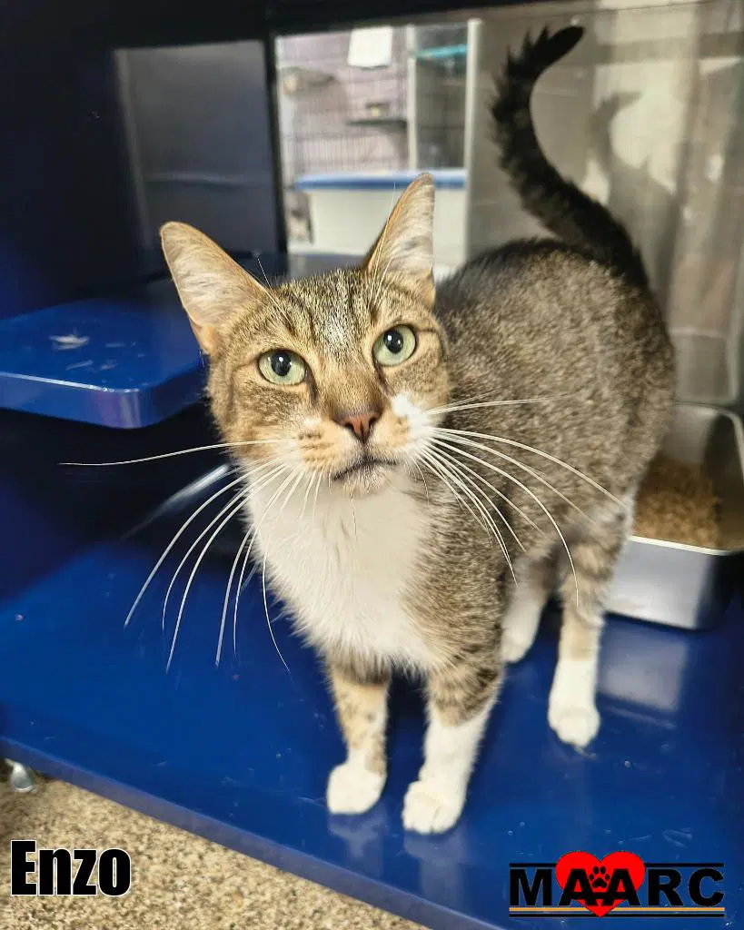 Enzo - Domestic Short Hair
