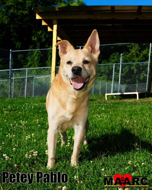 Petey Pablo, an adoptable Carolina Dog in Maryville, TN