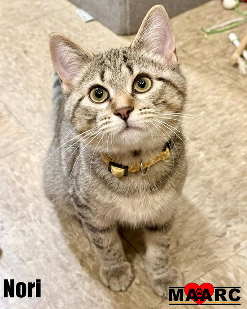 Nori, an adoptable Domestic Short Hair in Maryville, TN