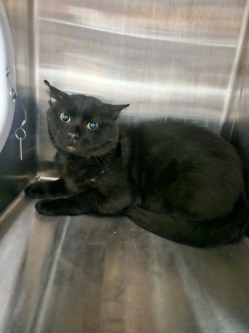 Ninja, an adoptable Domestic Short Hair in Maryville, TN