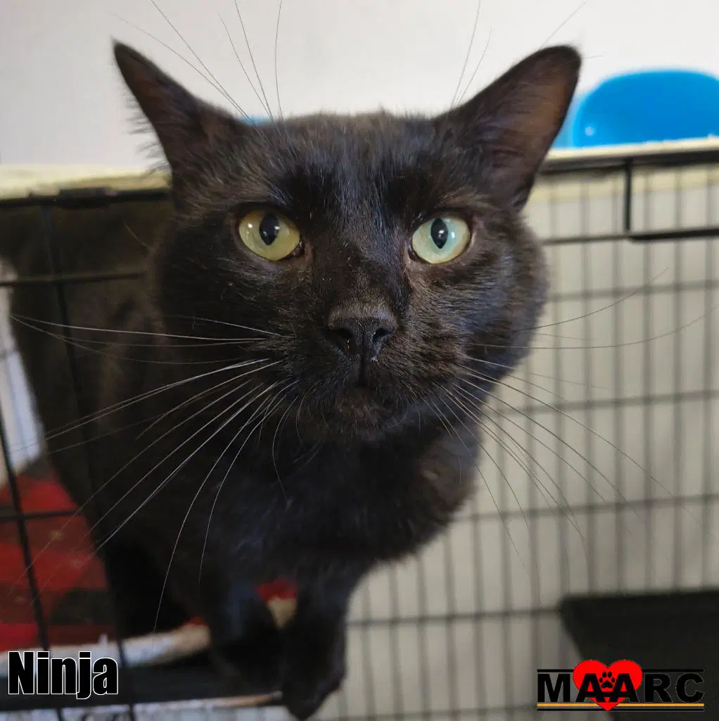 Ninja - Domestic Short Hair