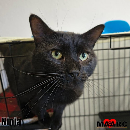 Photo 2 of Ninja