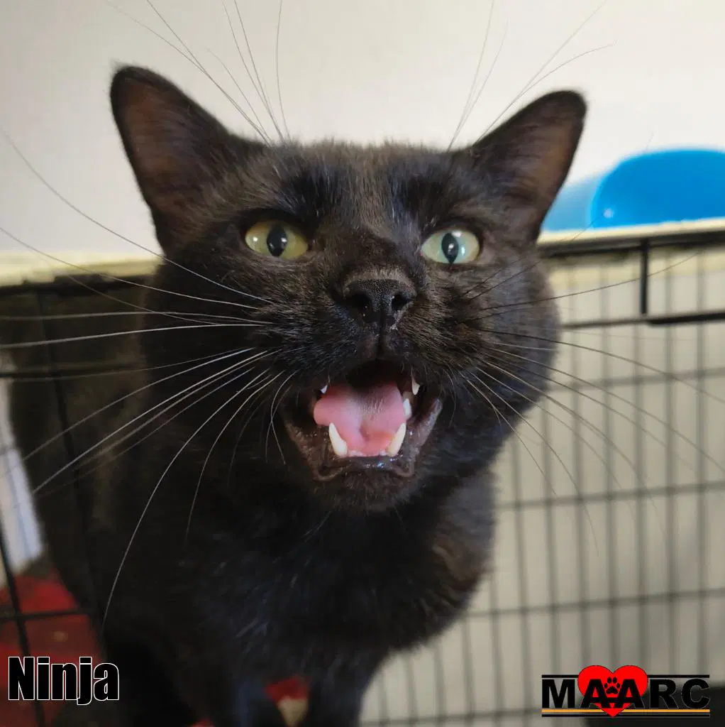 Ninja image 3