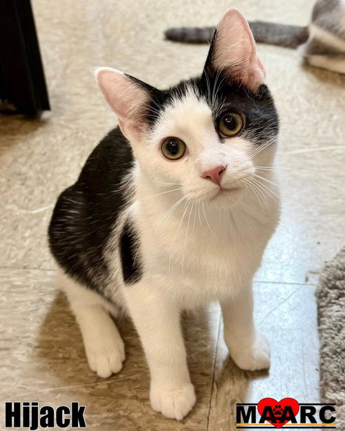 Hijack, an adoptable Domestic Short Hair in Maryville, TN