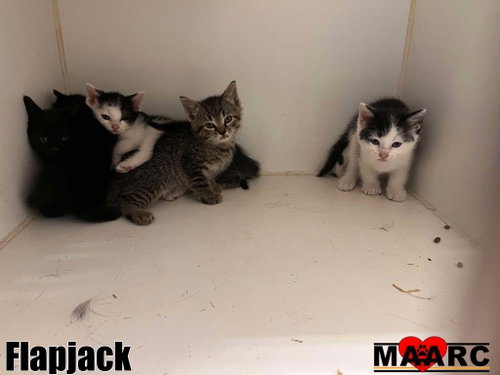 Flapjack photo 2