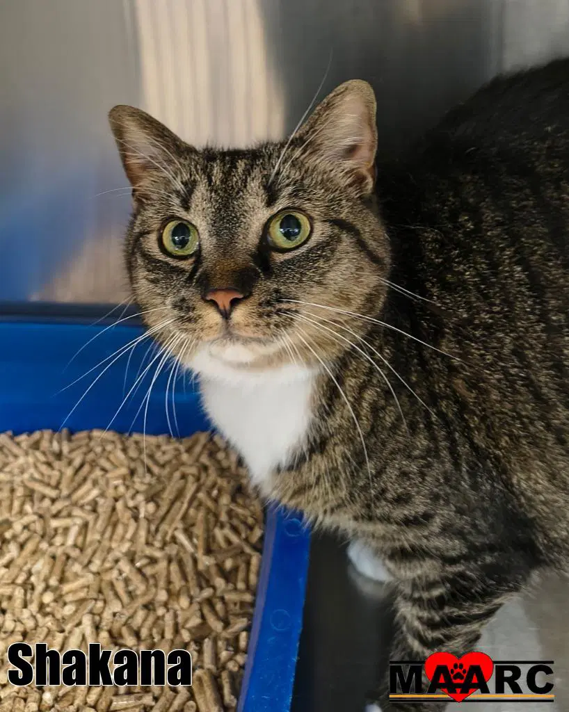 Shakana - Domestic Short Hair
