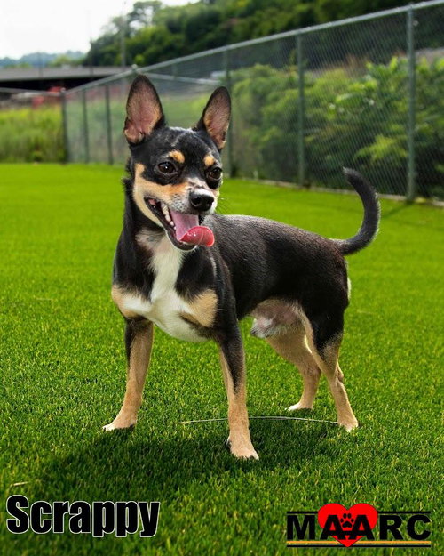 Scrappy, an adoptable Chihuahua in Maryville, TN