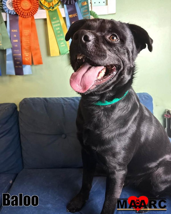 Baloo