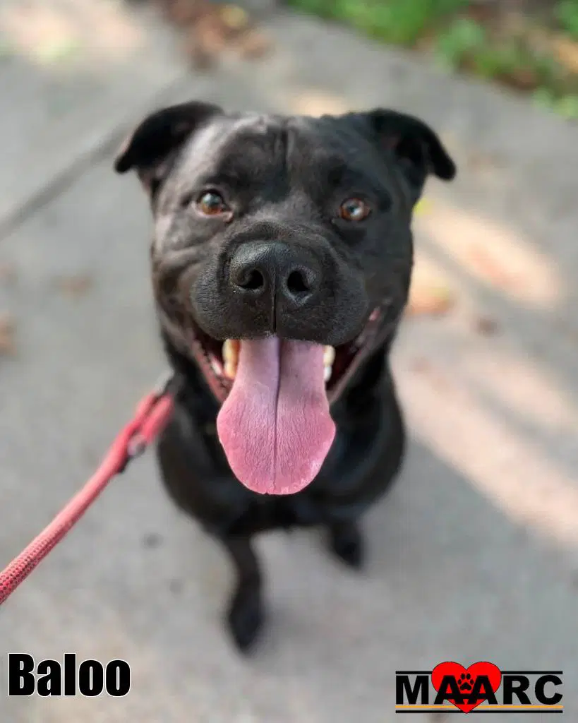 Baloo - Rottweiler