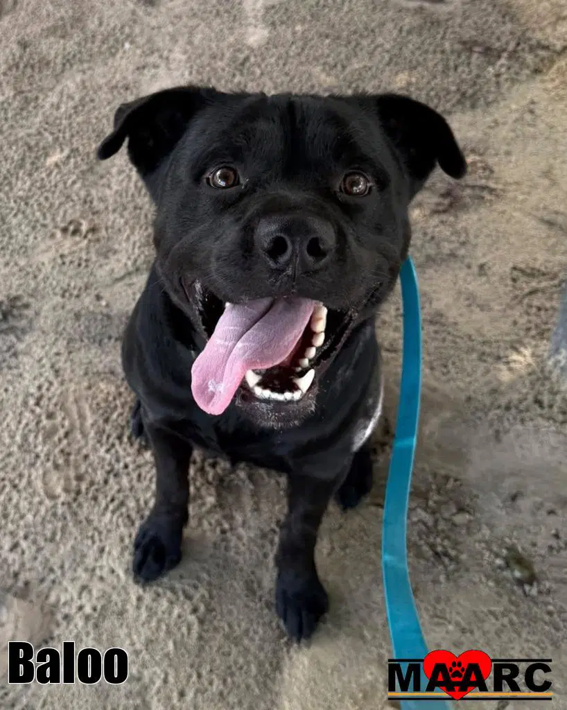 Baloo image 2