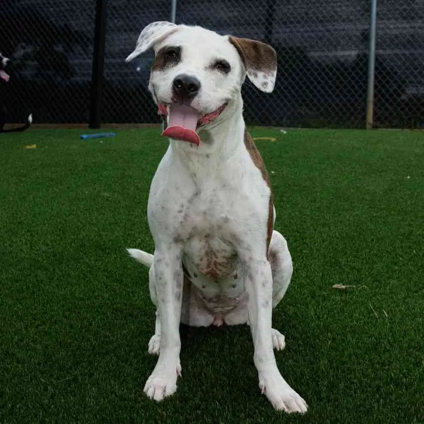 Olive Oyl - Terrier