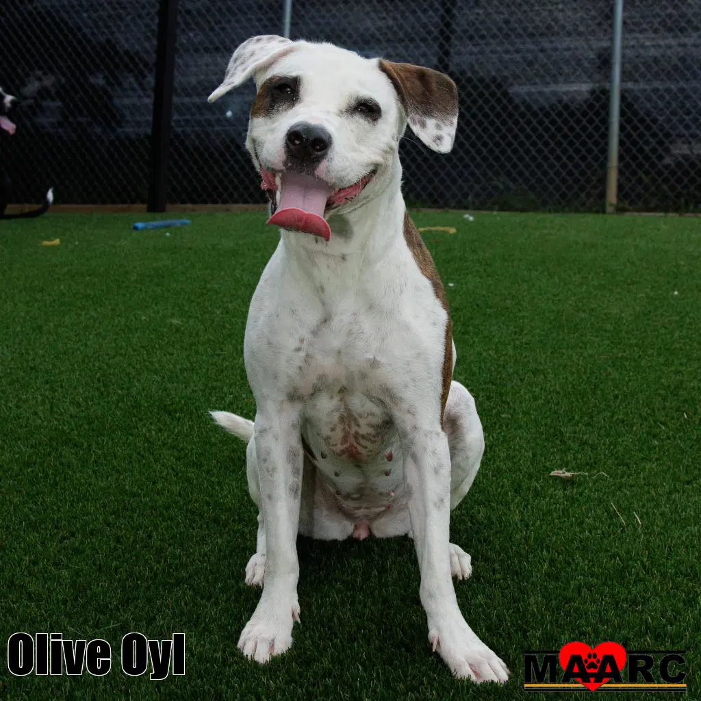 Olive Oyl image 2