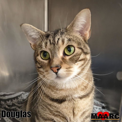 picture of the cat needing adoption