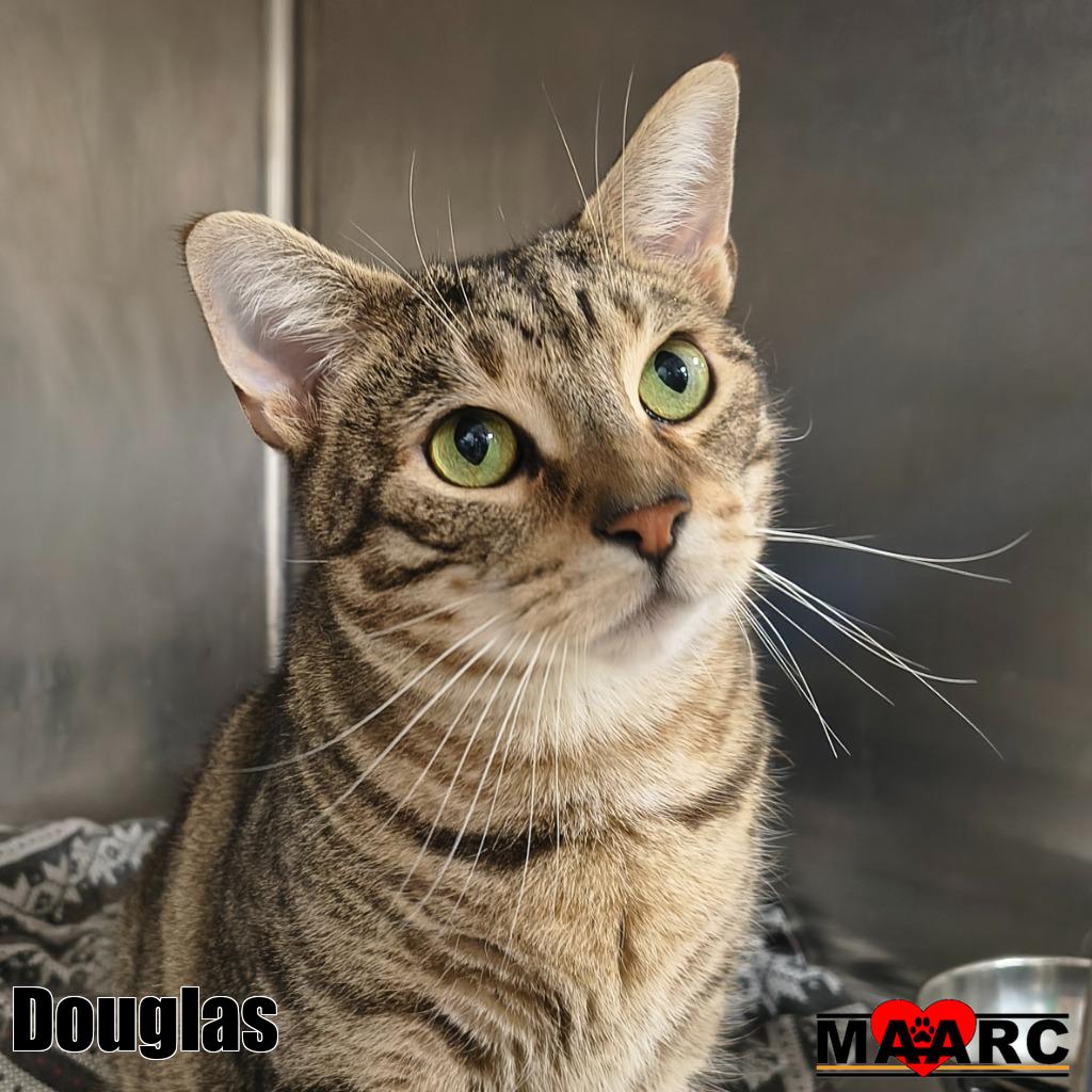 Douglas, photo 2