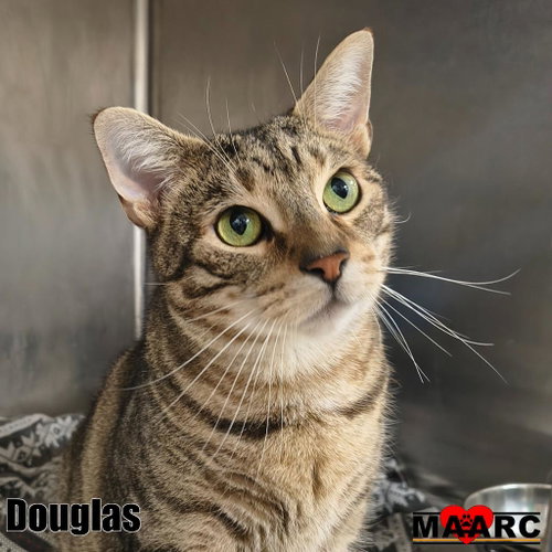 Photo 2 of Douglas