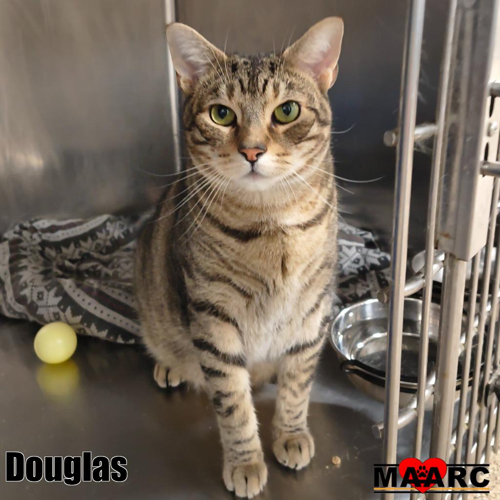 Douglas, photo 3