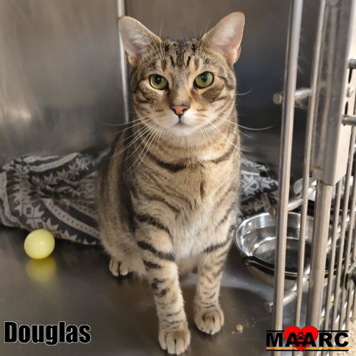 Photo 3 of Douglas