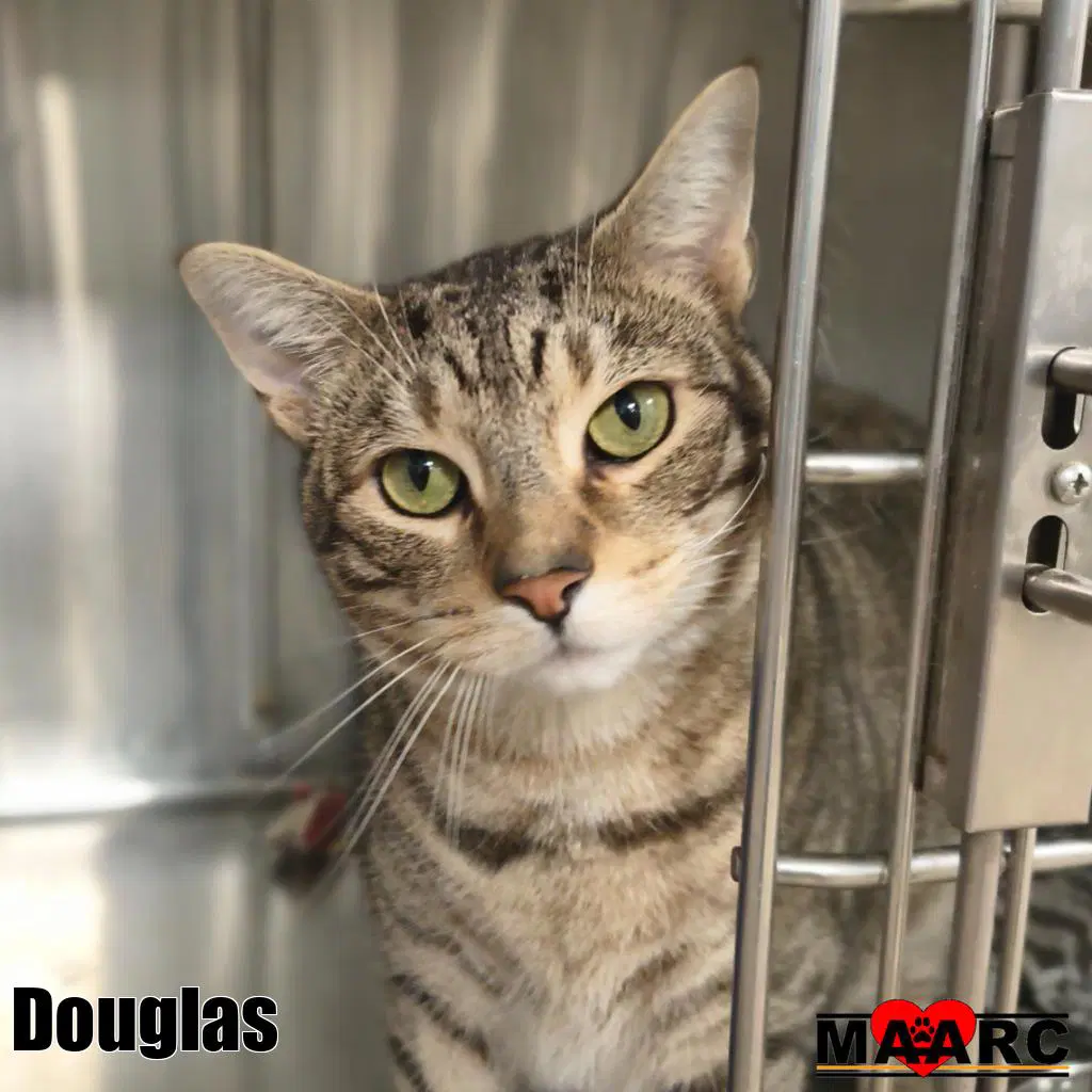 Douglas image 4
