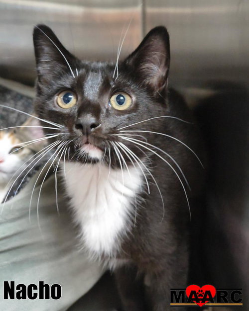 Nacho, an adoptable Domestic Short Hair in Maryville, TN