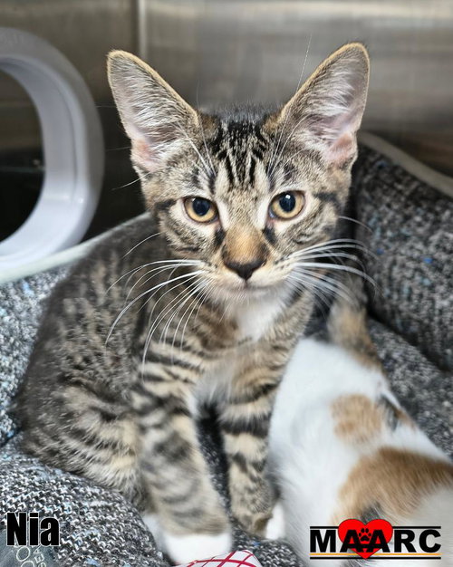 Nia, an adoptable Domestic Short Hair in Maryville, TN