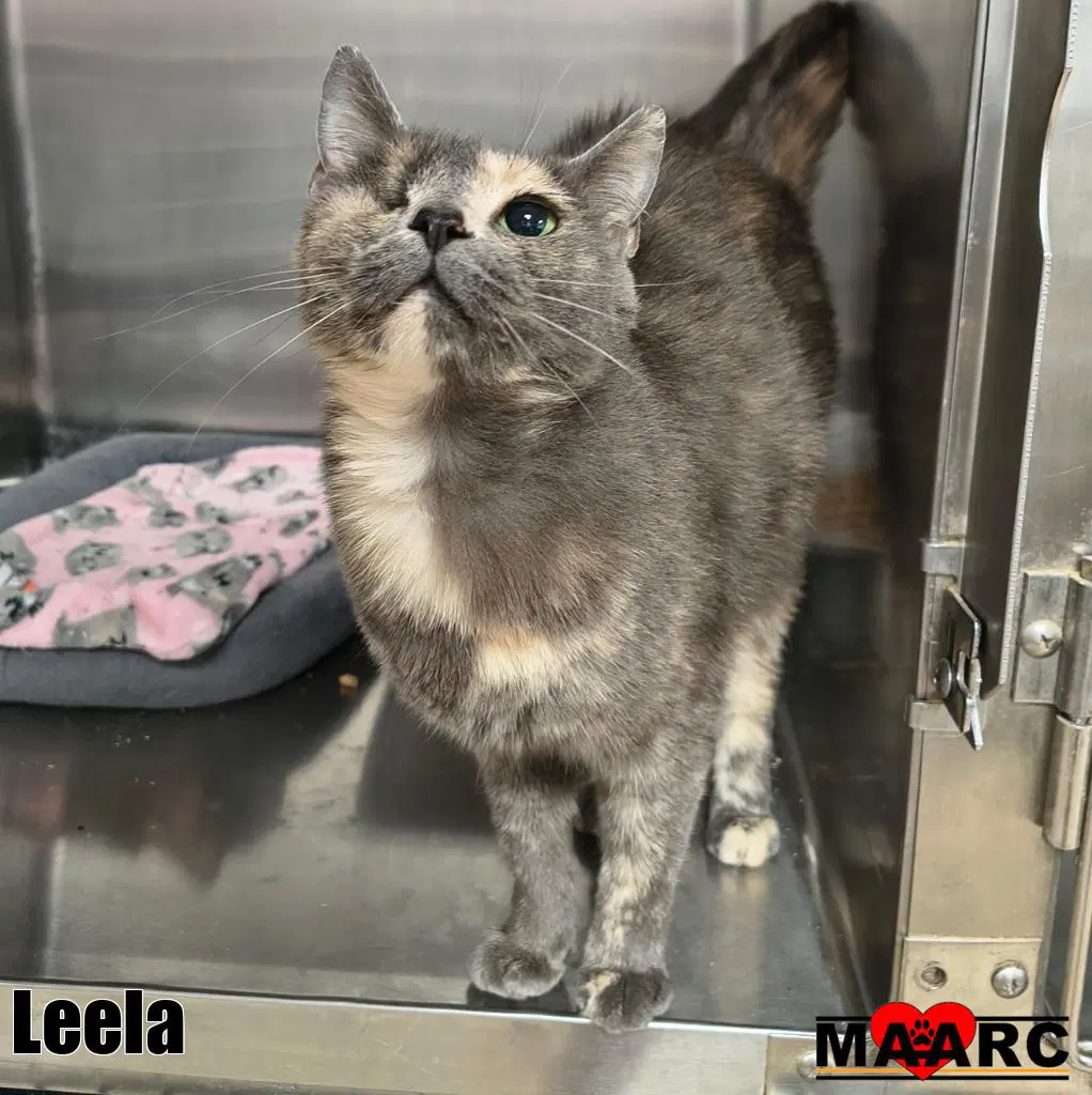 Leela - Domestic Short Hair