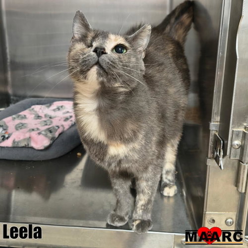 picture of the cat needing adoption
