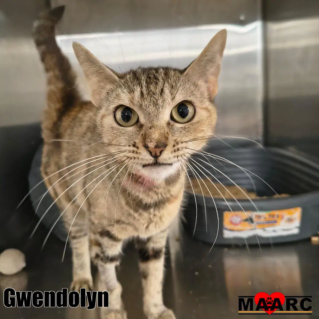 Gwendolyn - Domestic Medium Hair