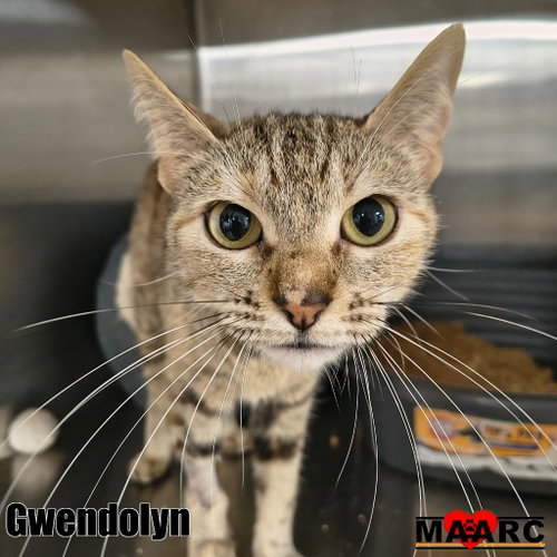 Photo 2 of Gwendolyn