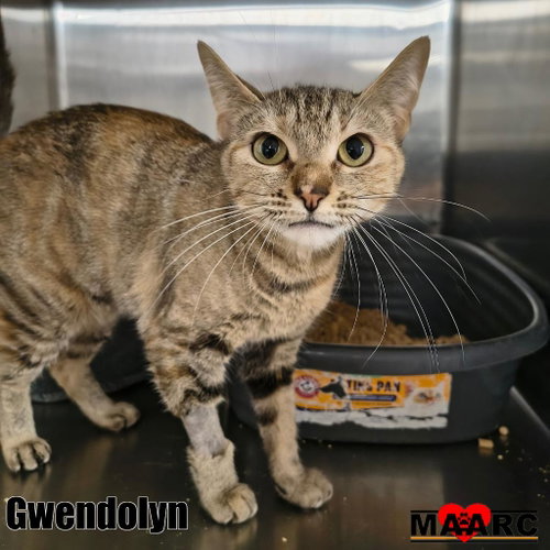 Photo 3 of Gwendolyn