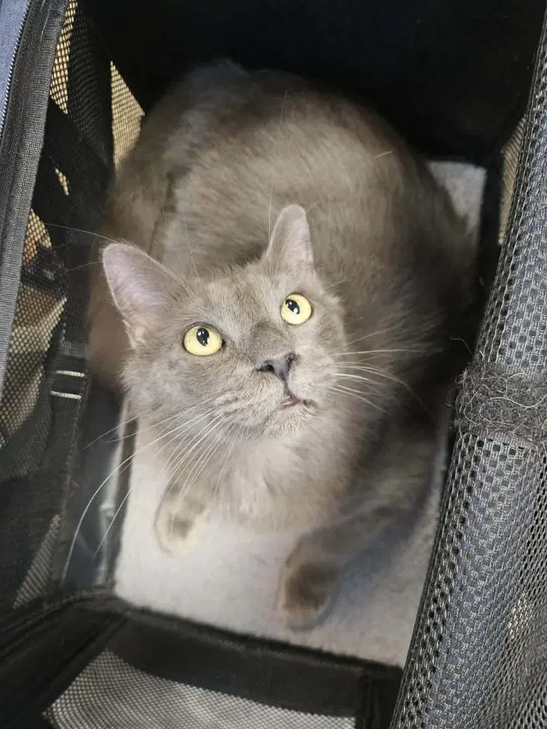 Little Fluff - Domestic Long Hair