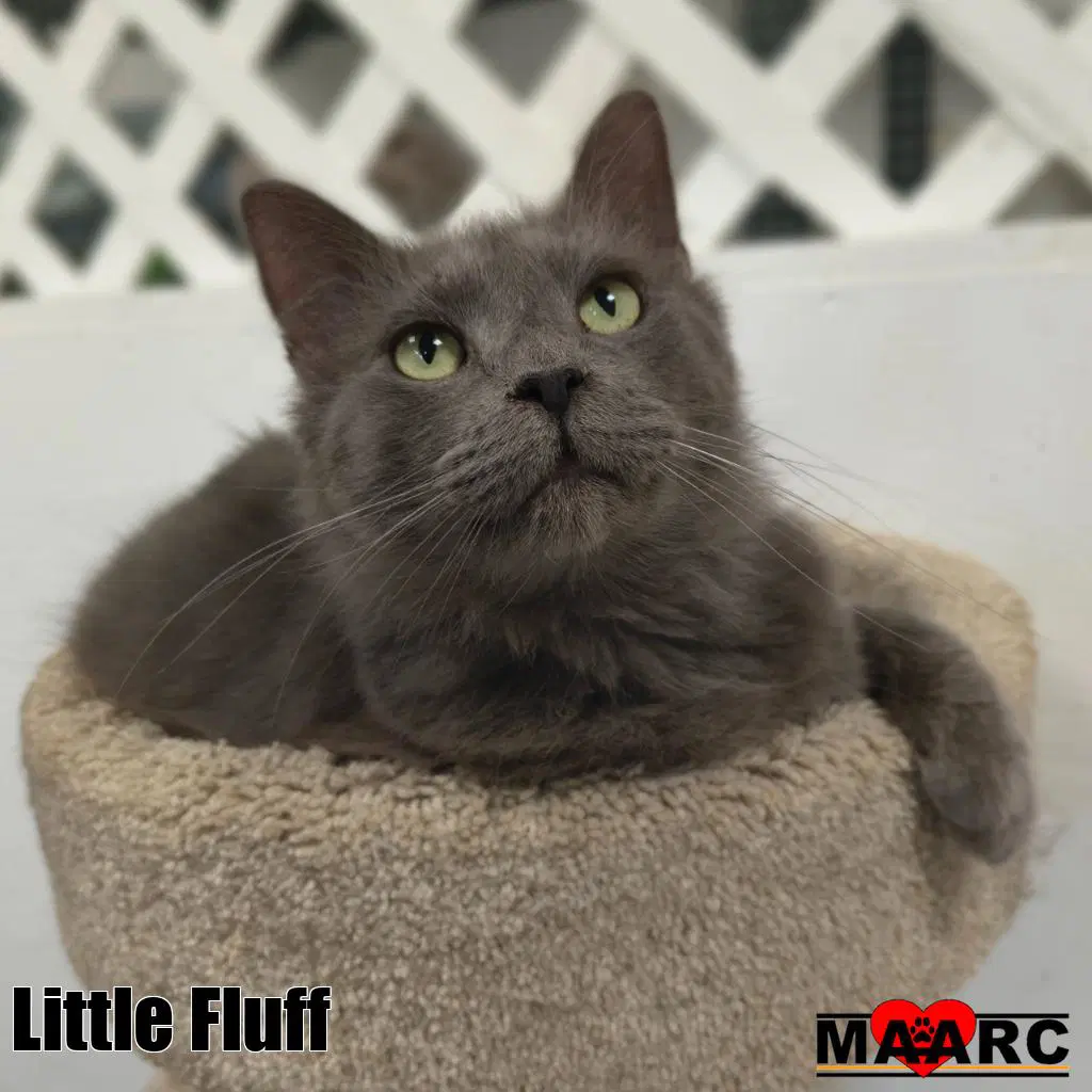 Little Fluff - Domestic Long Hair