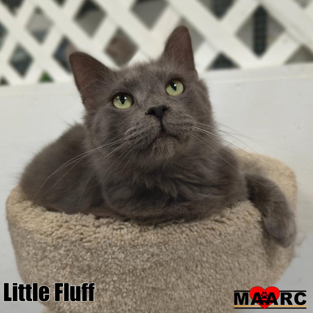 Little Fluff