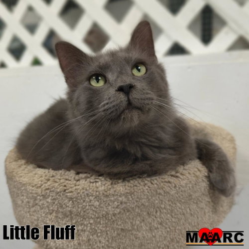 picture of the cat needing adoption