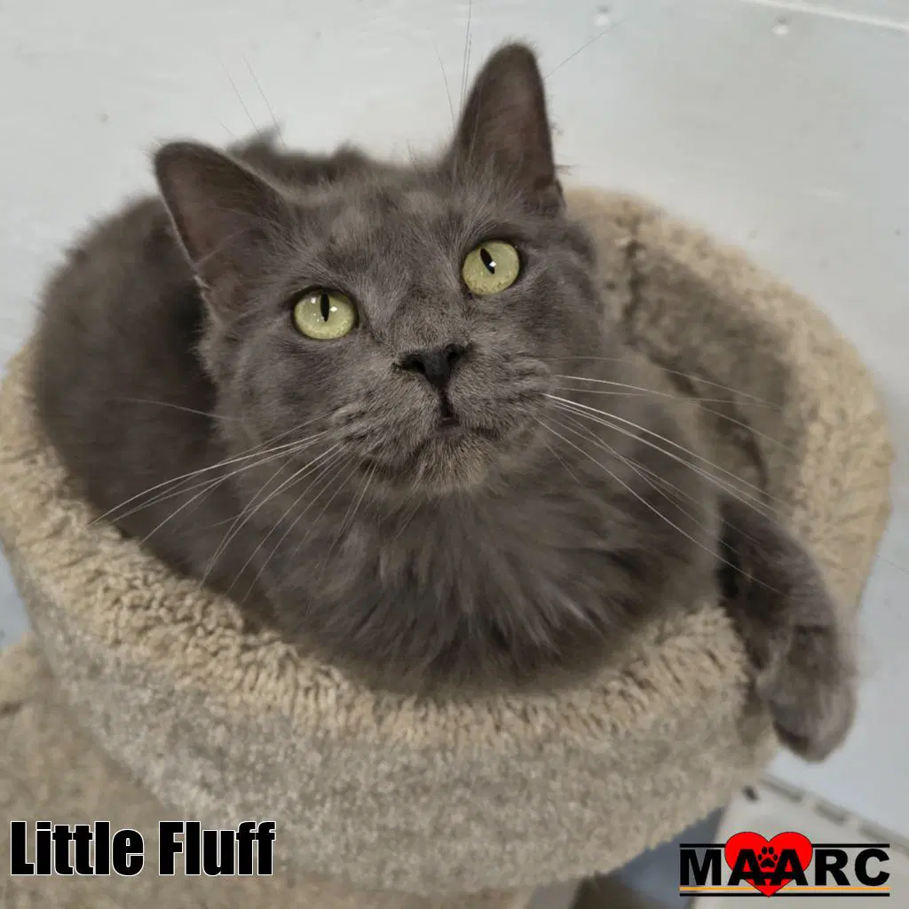 Little Fluff image 2