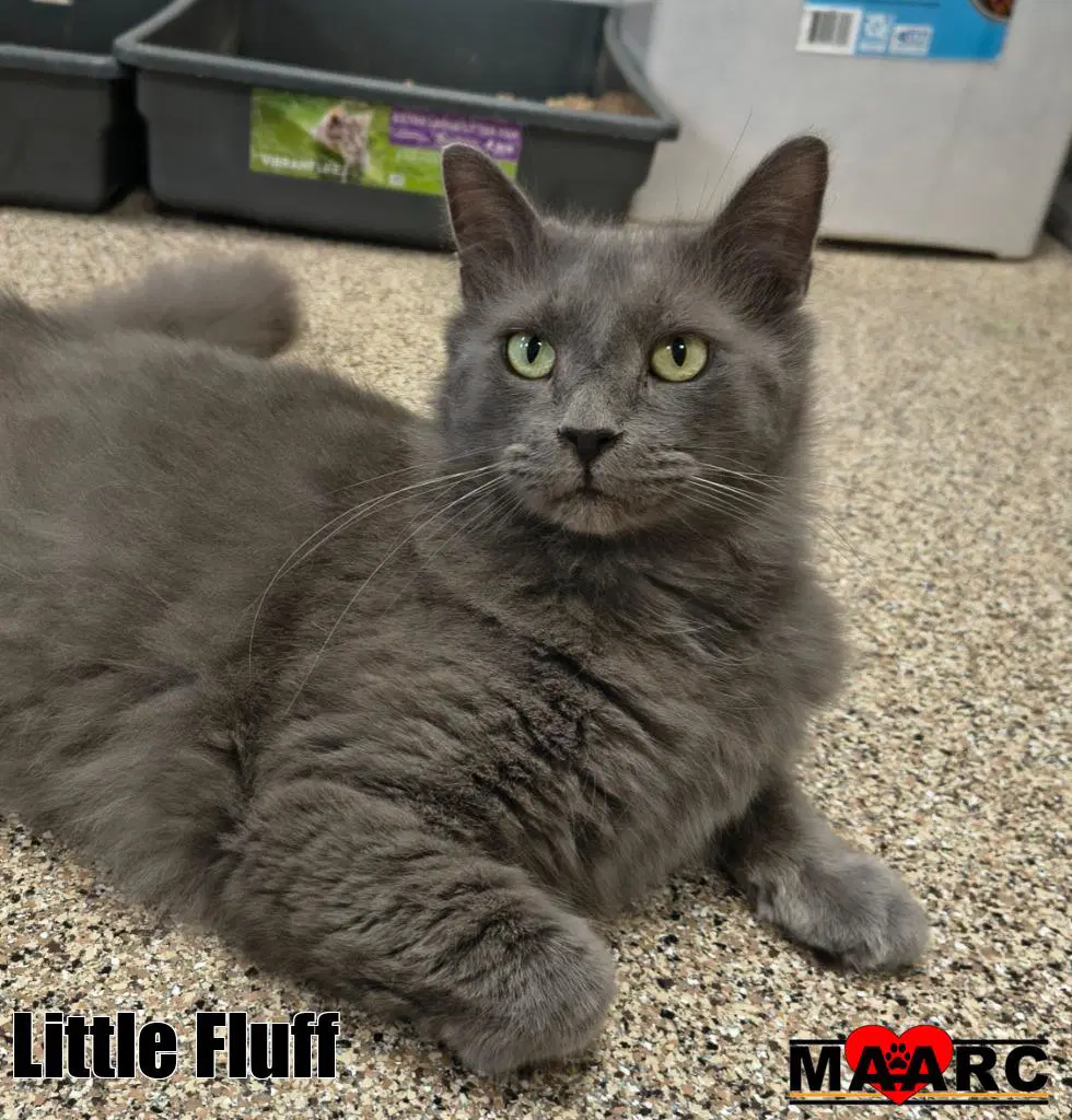 Little Fluff image 3