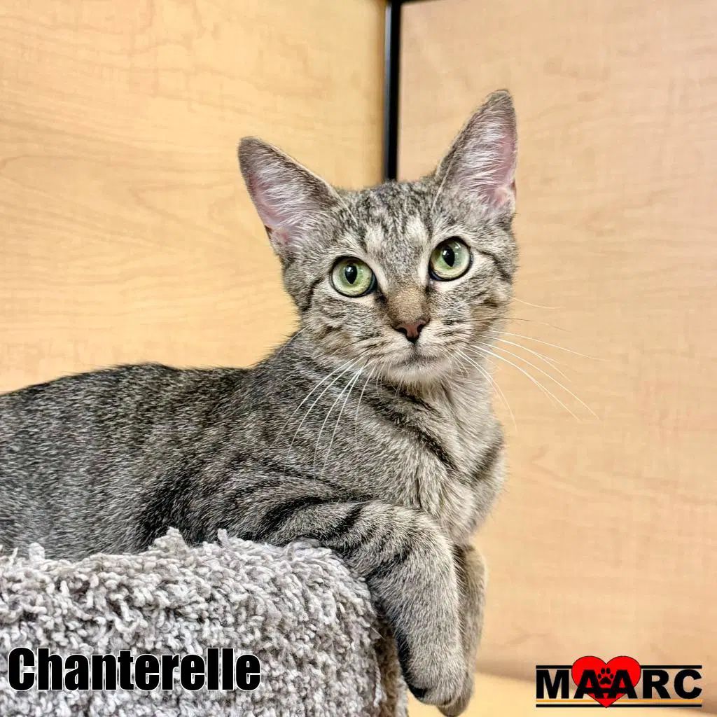 Chanterelle - Domestic Short Hair