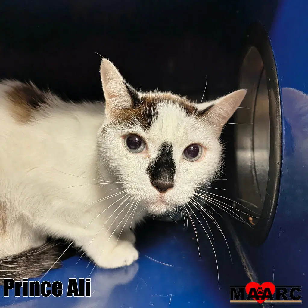 Prince Ali - Snowshoe