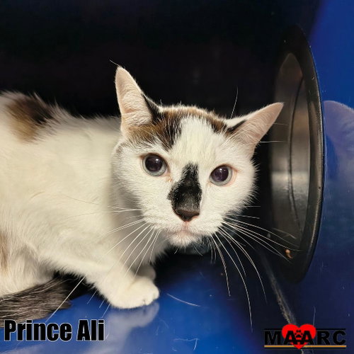 picture of the cat needing adoption